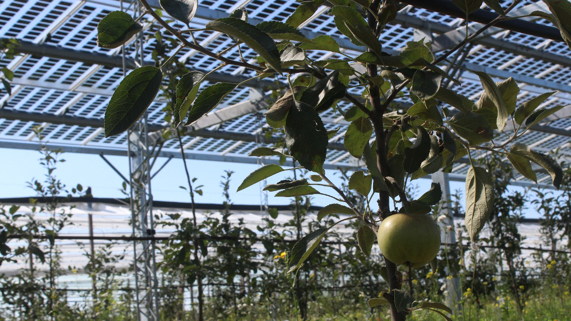 Die Solarmodule schützen die Apfelbäume u.a. vor zu starker Sonneneinstrahlung und Extremwetter.