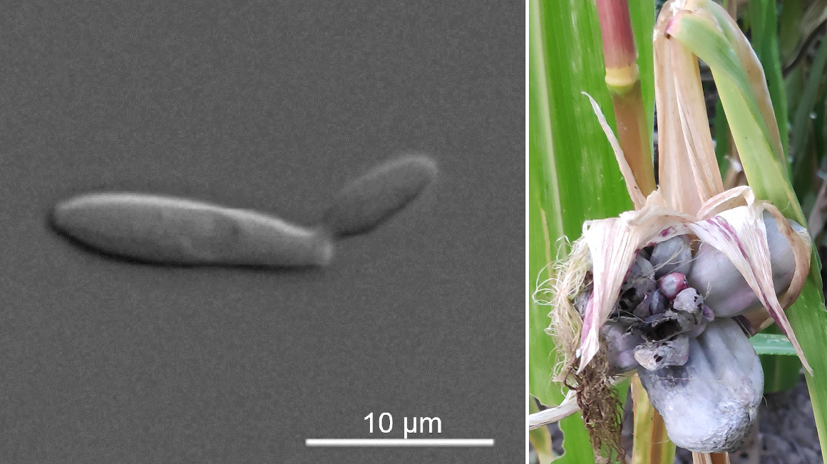 Der einzellige Pilz Ustilago maydis (links: mikroskopische Aufnahme) ist der Erreger der Pflanzenkrankheit Maisbeulenbrand (rechts: Foto einer befallenen Pflanze). Der Pilz kann genetisch so verändert werden, dass er mikrobielles Öl produziert.