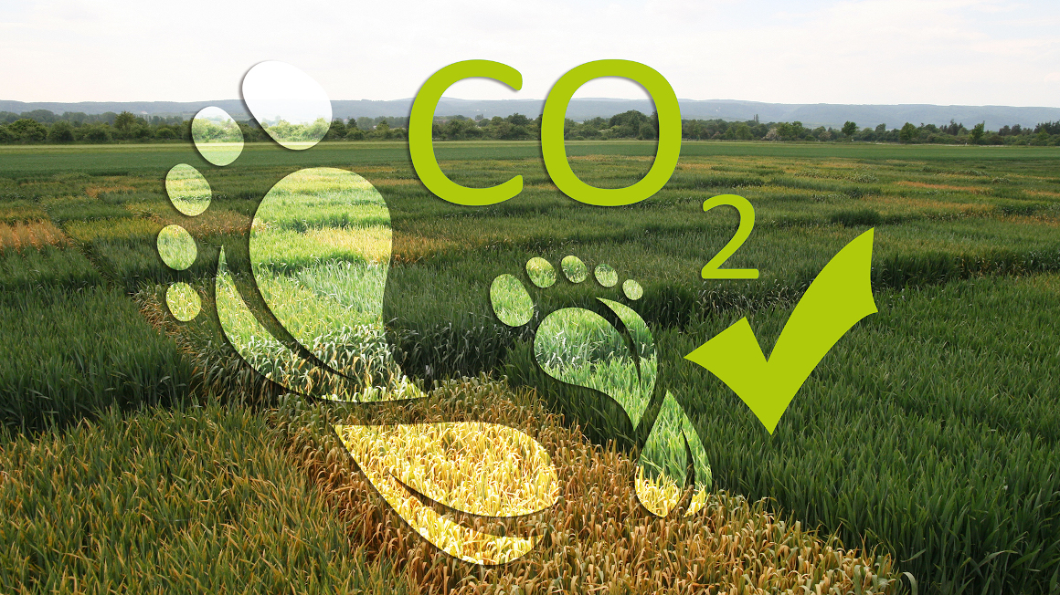 Zwei Fußabdrücke vor dem Hintergrund von Versuchsparzellen mit Weizensorten symbolisieren, dass der Züchtungsfortschritt zum Klimaschutz beiträgt, durch Reduktion des CO2-Fußabdrucks.