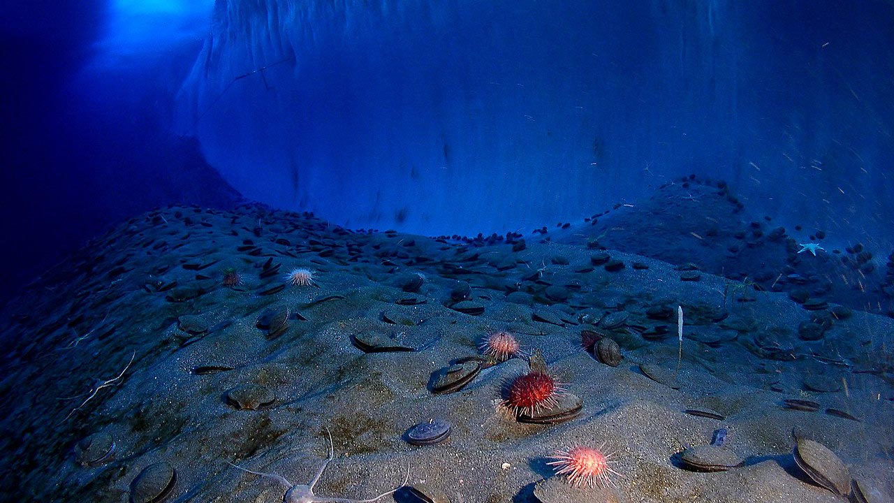 Meeresboden mit Steinen, Muscheln und Algen sowie im Hintergrund Eis