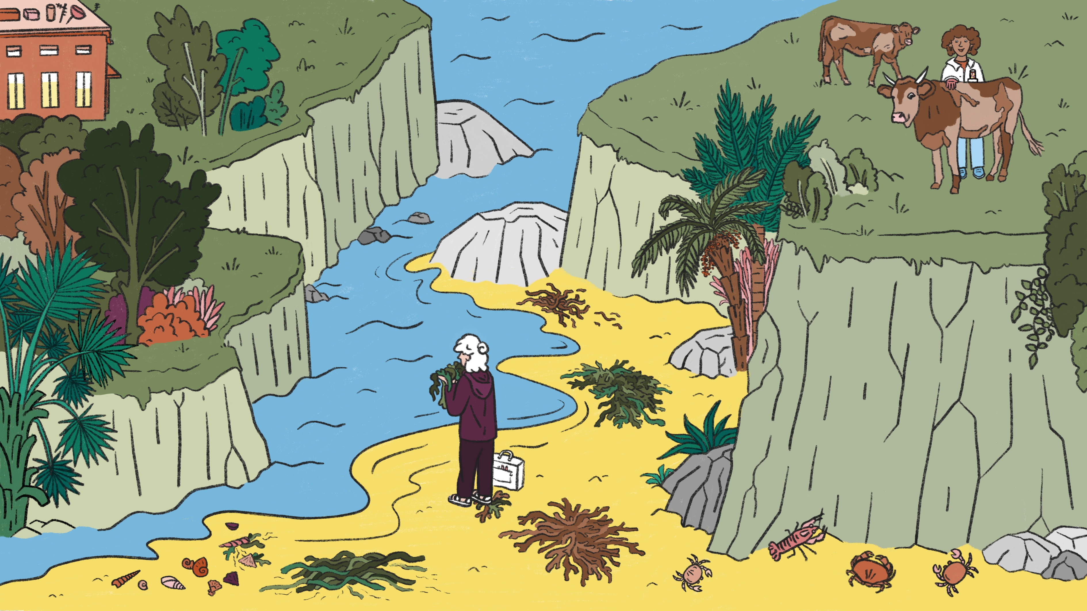 Illustration mit Küstenlandschaft und Algen 