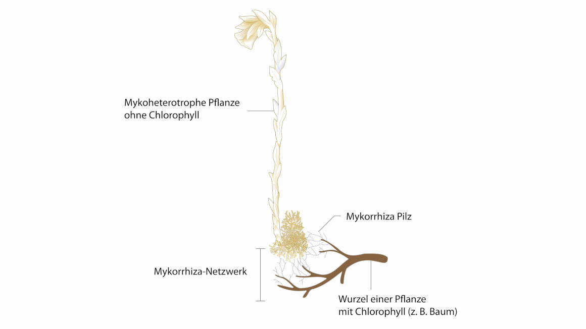Mykorrhiza-Netzwerk am Beispiel von Monotropa uniflora, hier verbunden mit Baumwurzen übergemeinsame Pilze. Originalabbildung aus der Publikation verändert und ergänzt.