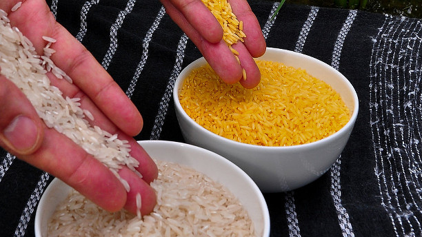 Machtkampf um Goldenen Reis: Greenpeace-Gründer startet eigene Kampagne für die gentechnisch veränderte Pflanze.