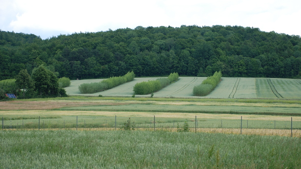 Agroforstliche Versuchsfläche in Göttingen-Weende: Weizen mit Streifen von Pappel und Weide zur Energieholzgewinnung.