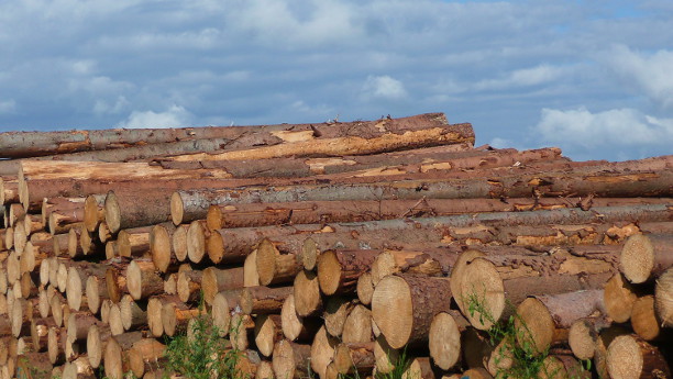 Bei der Herstellung chemischer Stoffe könnte Holz bald schon Erdöl ablösen.