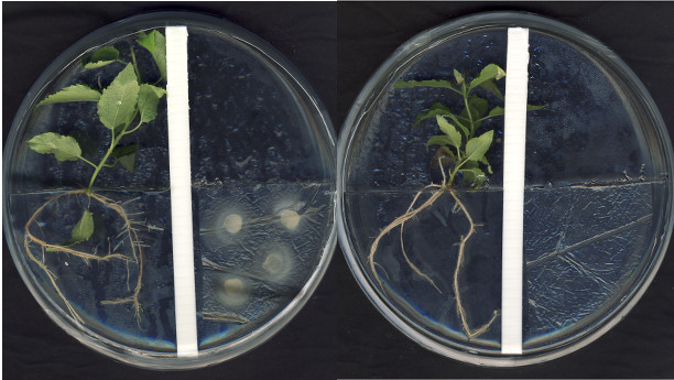 Die geheime Sprache der Pilze: Pappel, deren Wurzelwachstum durch die Duftstoffe von Mykorrhizapilzen angeregt wurde.