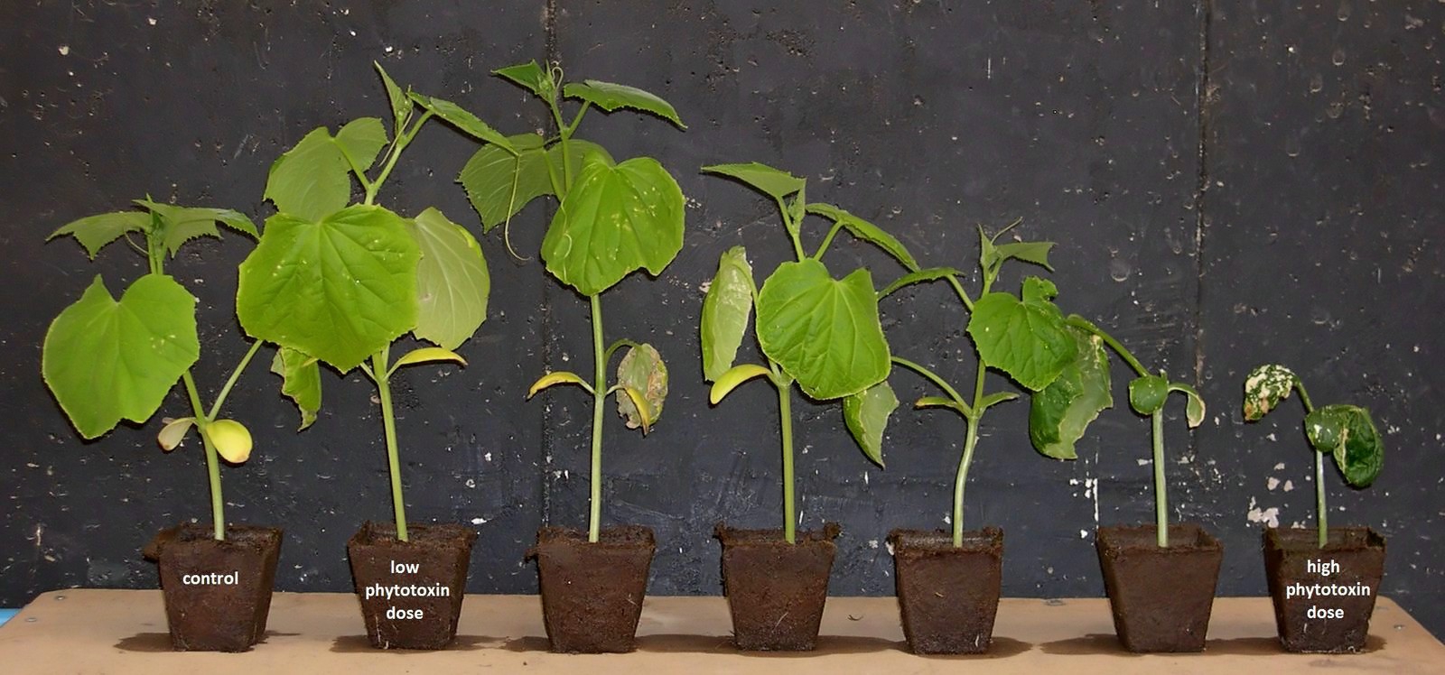 Die Bild zeigt, wie der Hormesiseffekt bei Gurkenpflanzen, die mit verschiedenen Dosierungen des Naturstoffs Parthenin behandelt wurden, wirkt