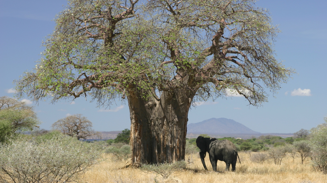Elefant unter Baobab-Baum im Nationalparkt Tansania