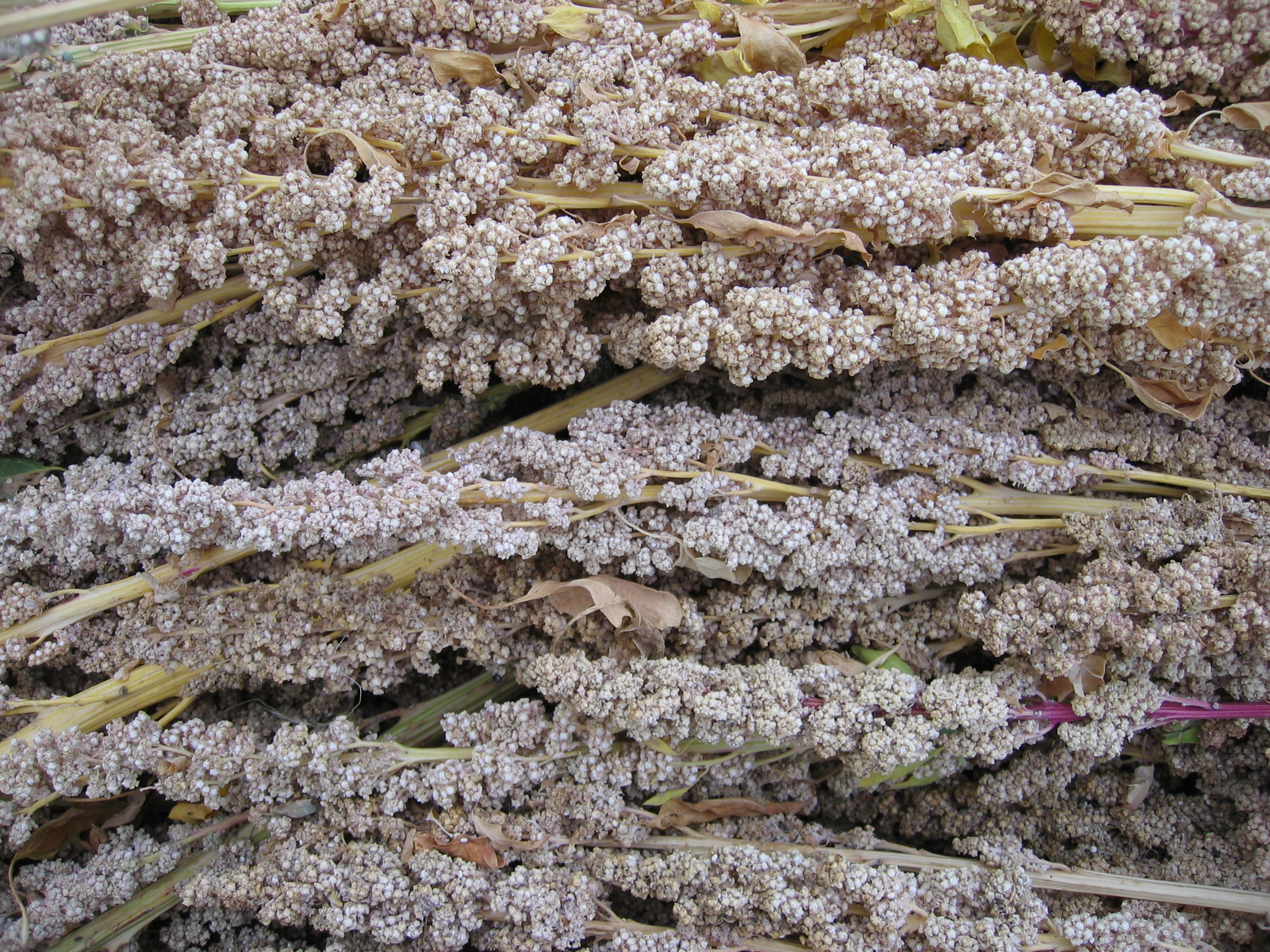 getrocknete Quinoa-Pflanze