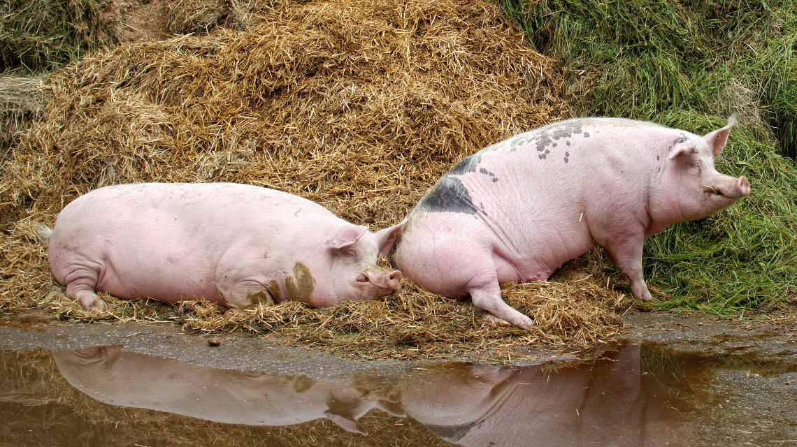 Hausschweine werden seit Jahrtausenden zur Fleischernährung gehalten.