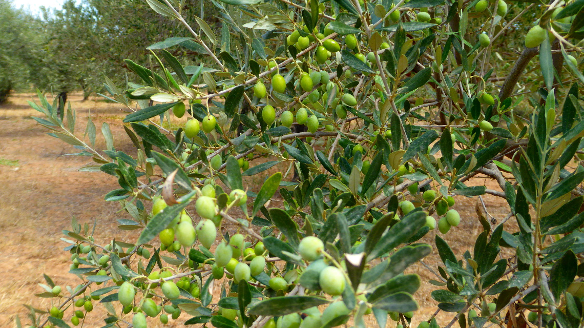 Olivenbaum, Gesunde Wirkstoffe, Terpene, 