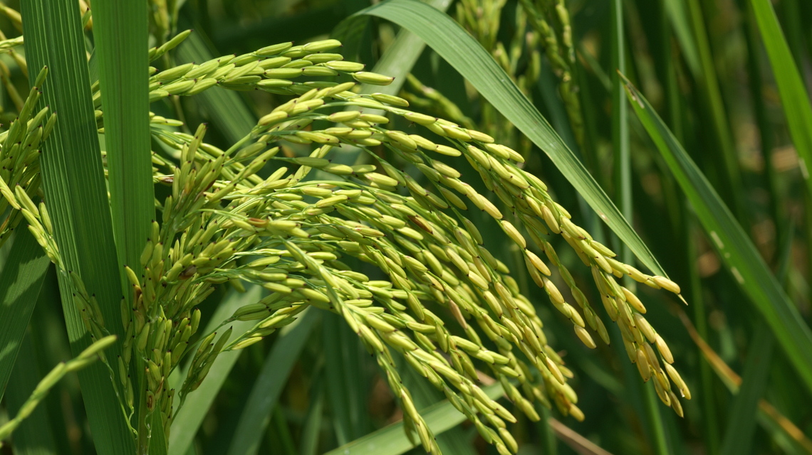 Forscher haben geklärt, wie das Vitamin A in den Reis gelangt.