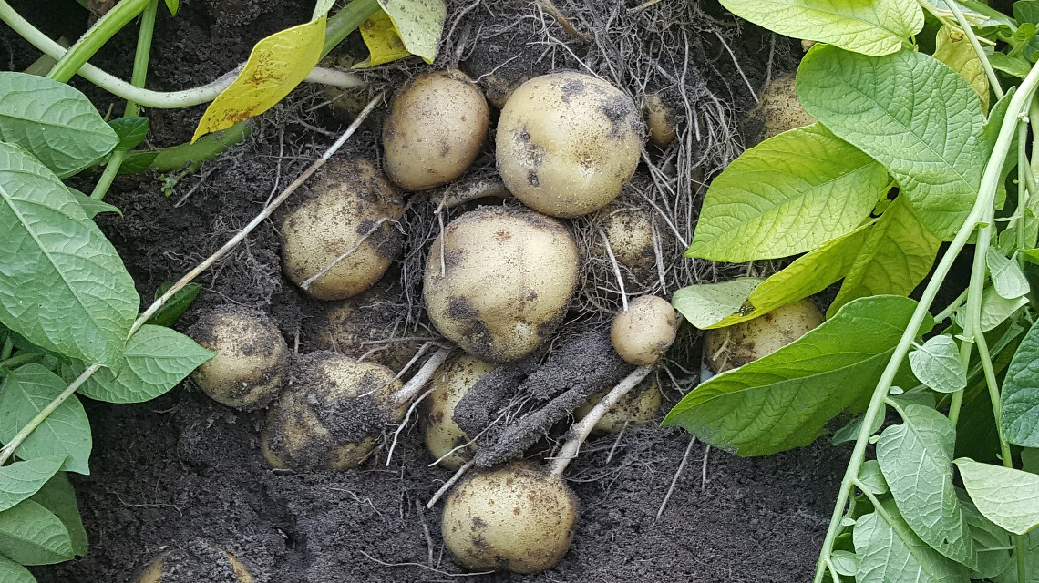 Einer der größten Feinde der Kartoffel sind Nematoden. Ein Tropen-Pilz könnte den Fadenwürmern bald den Garaus machen.