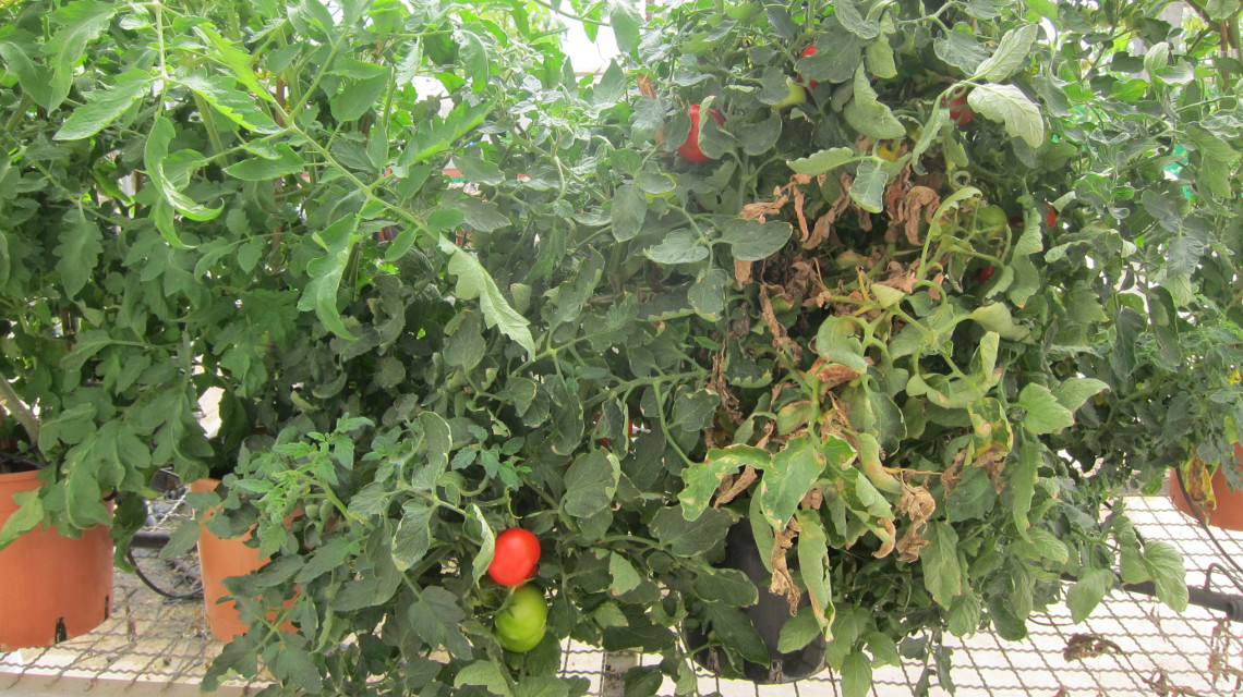 : Hitzegeschädigte Tomatenpflanzen im Gewächshaus in der Negev-Wüste.