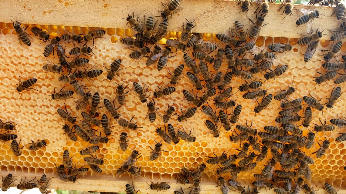 Bienen können in ihrem Bienenstock durch verschiedene Methoden gegen Parasiten kämpfen.