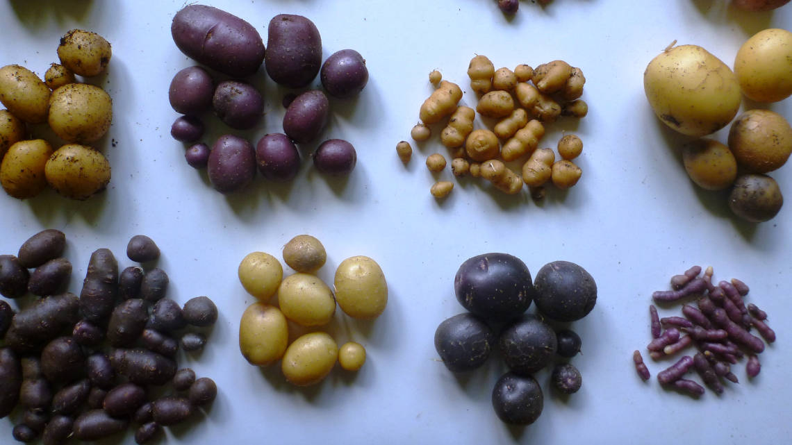 Der genetische Unterschied zwischen Kartoffelsorten kann größer sein als der zwischen Mensch und Schimpanse. Das spiegelt sich in der hohen Variabilität verschiedener Kartoffelsorten wider.