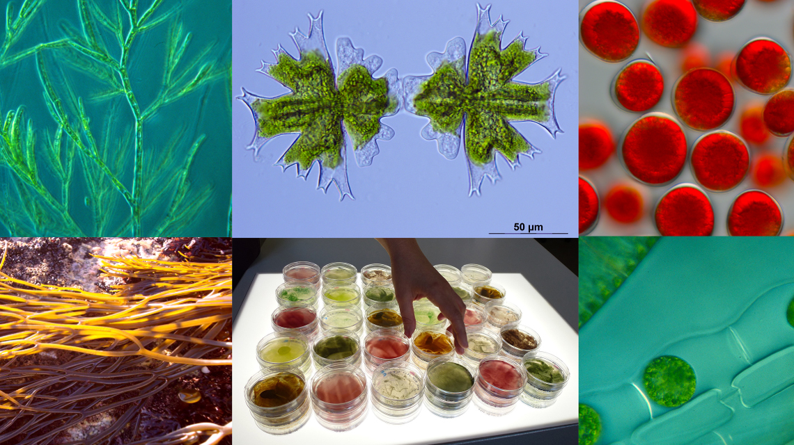 Dank der vielen Arten und Verwendungen ergeben sich zahlreiche Möglichkeiten für Projekte rund um das Thema Algen für den Wettbewerb.