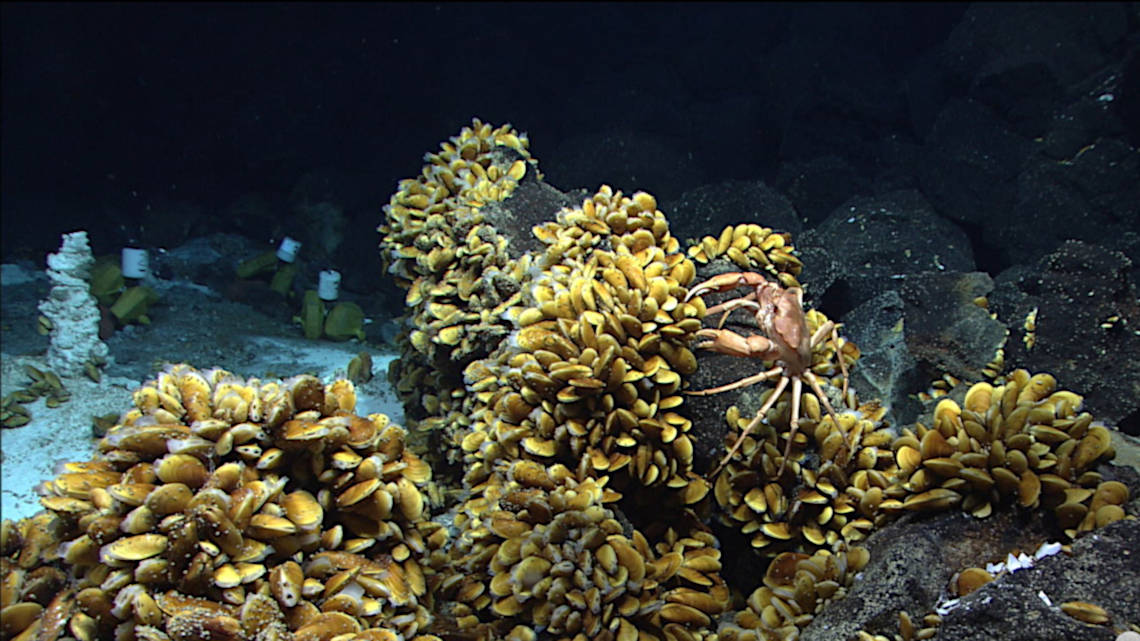 Bathymodiolus-Muscheln und andere Bewohner der Hydrothermalquellen am Mittelatlantischen Rücken vor der Küste der Azoren.