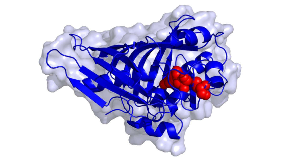 So sieht die räumliche Struktur des Enzyms AmbDH3 aus.
