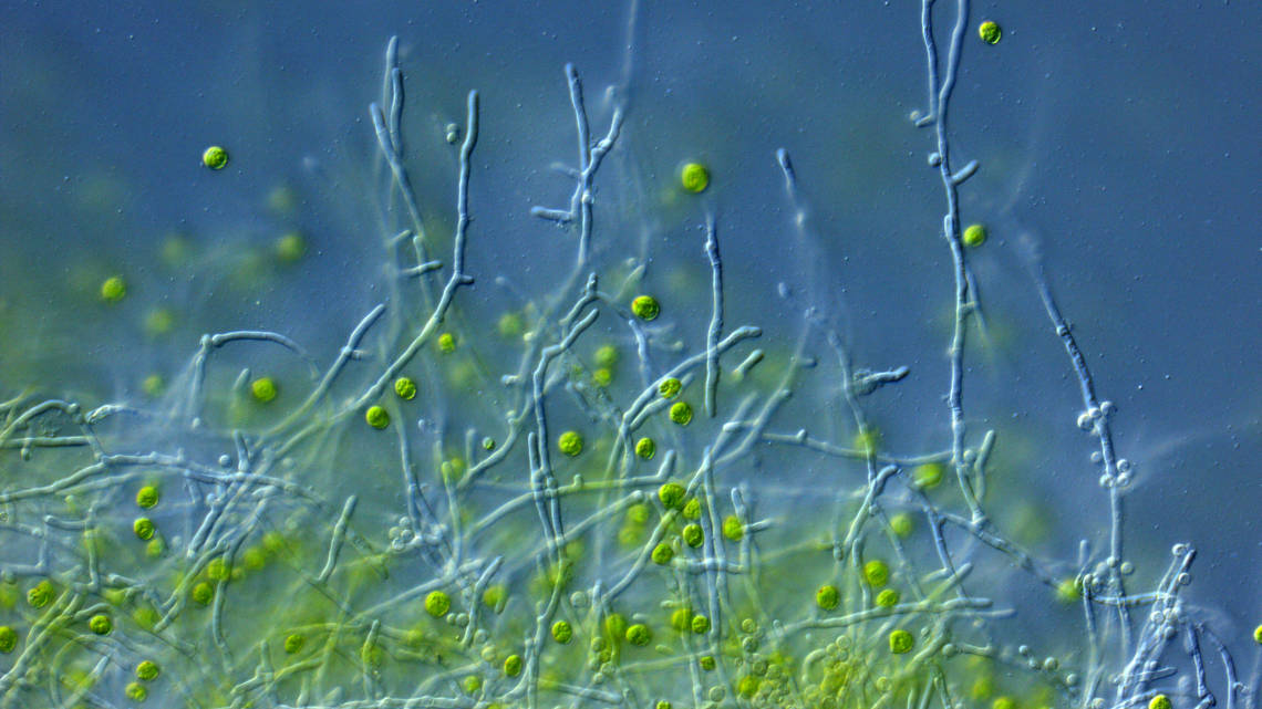 Die Mikroskopaufnahme zeigt die Grünalge Chlamydomonas reinhardtii (grün) und den Pilz Aspergillus nidulans (fadenförmig), der diese vor dem Antibiotikum des Bakteriums Streptomyces iranensis schützt.