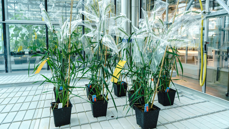 Genom-editierte Weizenpflanzen