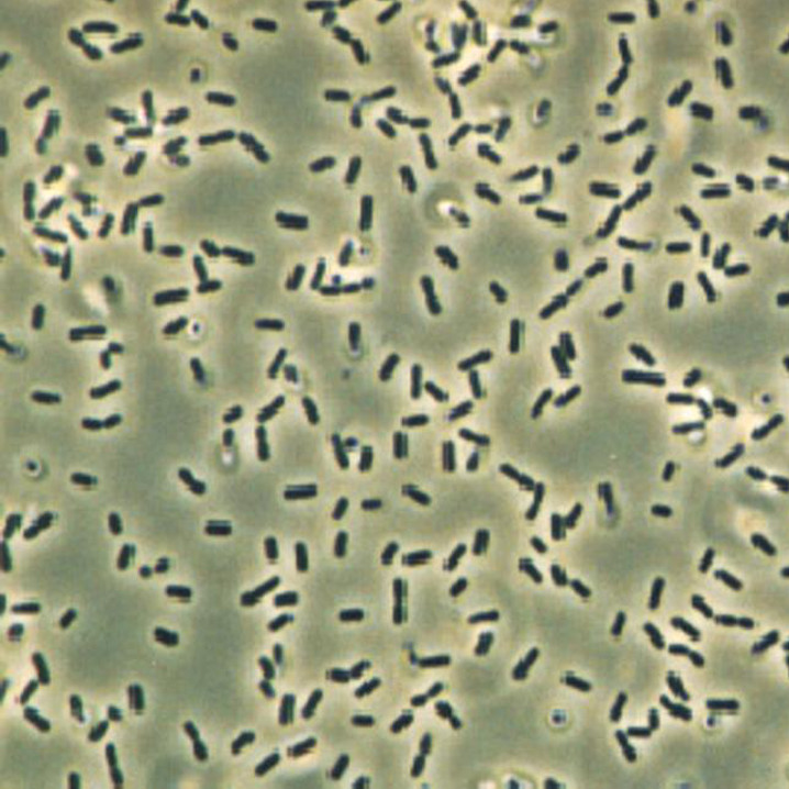 Bacillus subtilis Biofilm
