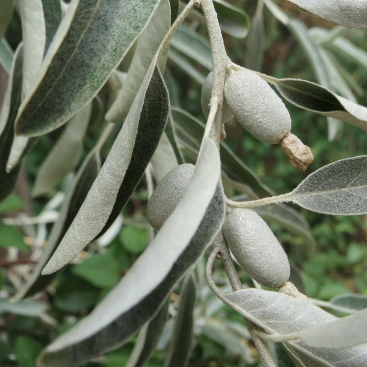 Zweig eines Olivenbaums 
