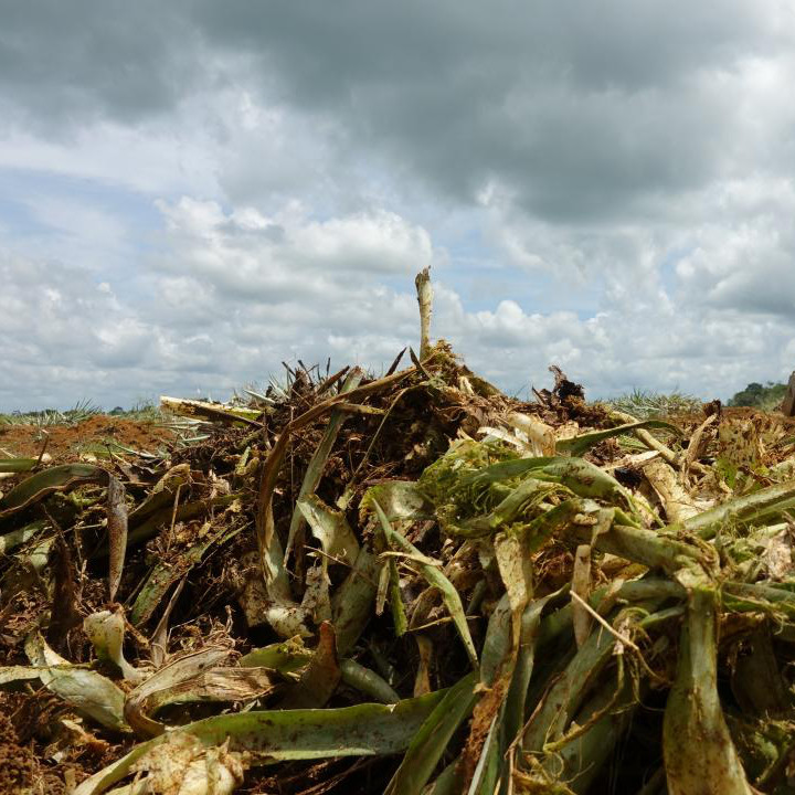 Pflanzenreste von Ananas auf dem Feld