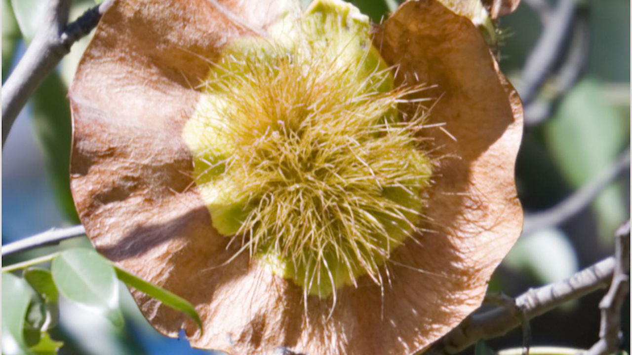Blüte mit Samen vom Afrikanischen Teakbaum Pterocarpus angolensis