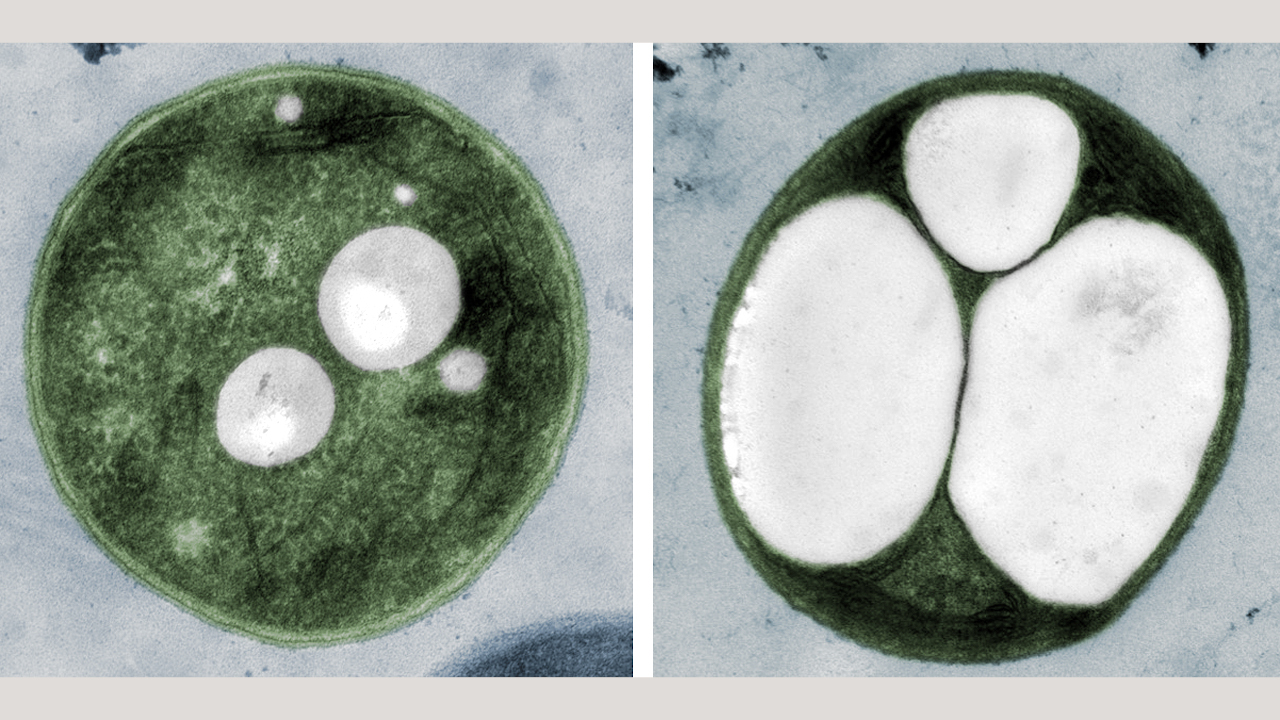 Zwei petrischalen mit verschiedenen Cyanobakterien: Neue Bakterienvarianten (rechts im Bild) produzieren deutlich mehr PHB.