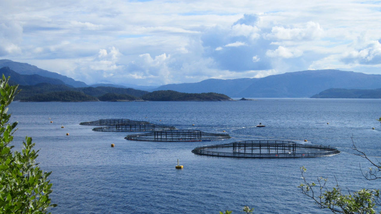Lachs-Aquakultur in Norwegen