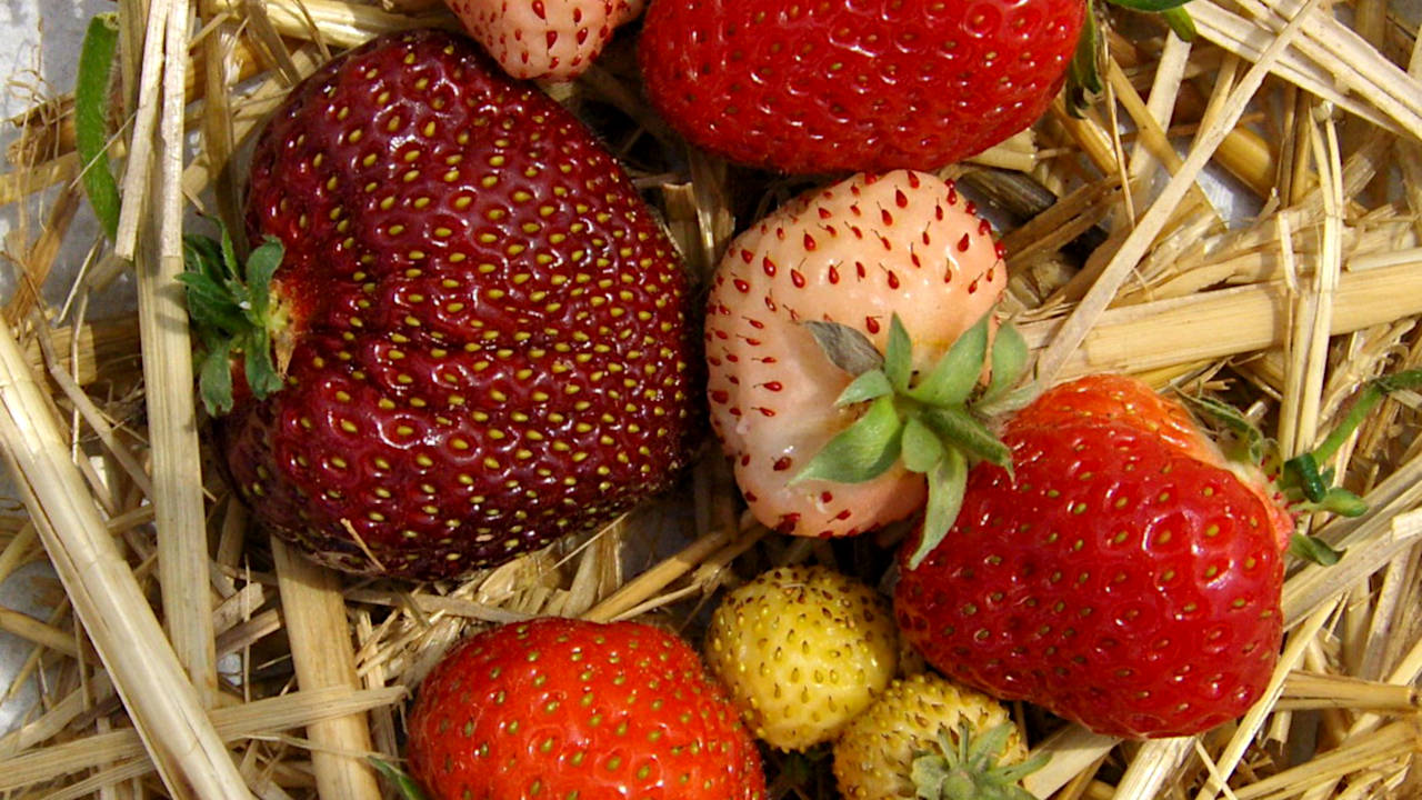 verschiedenfarbige Erdbeeren auf Stroh