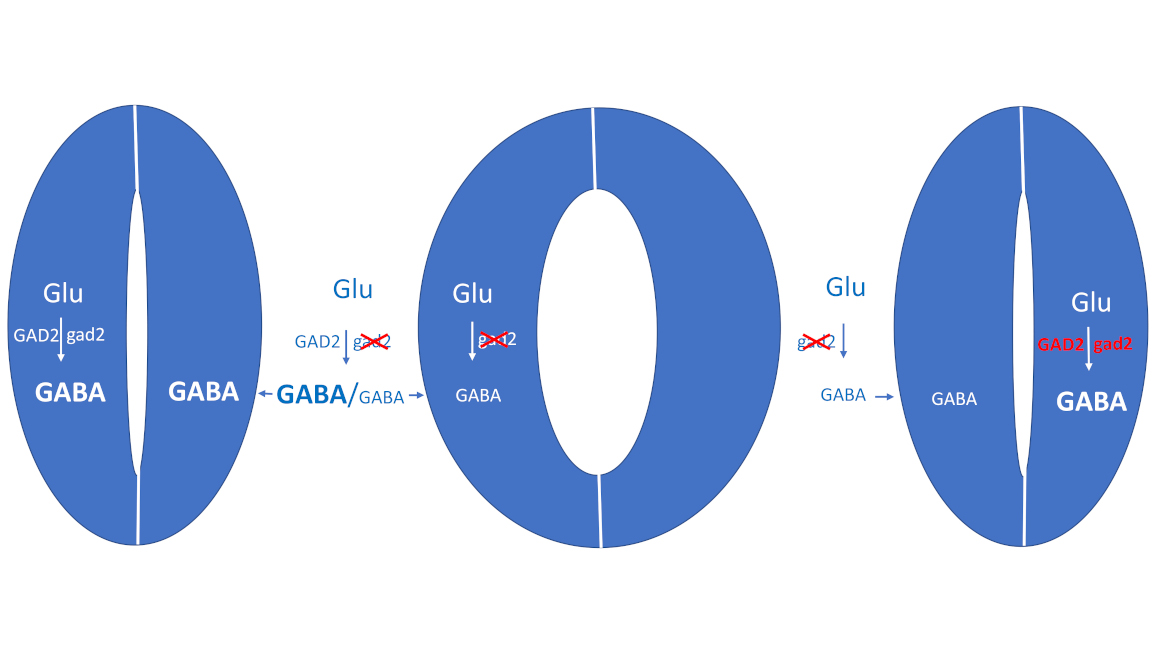 Grafik: Bei Trockenheit wird das Signalmolekül GABA gebildet und hemmt die Öffnung der Blattporen.
