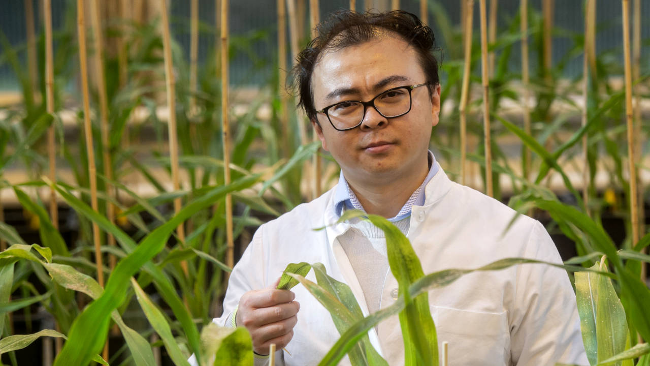 Dr. Peng Yu vom Institut für Nutzpflanzenwissenschaften und Ressourcenschutz der Universität Bonn steht inmitten von Maispflanzen.