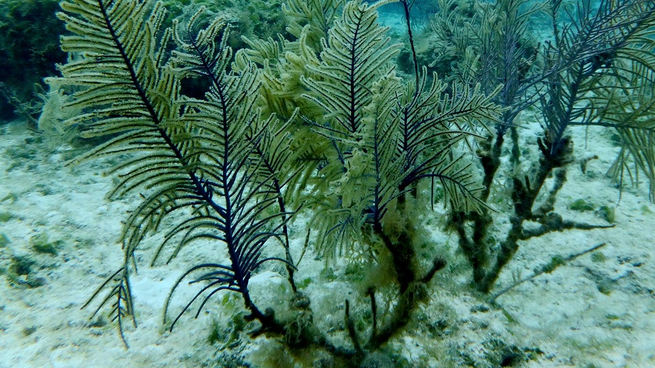 Koralle Antillogorgia elisabethae