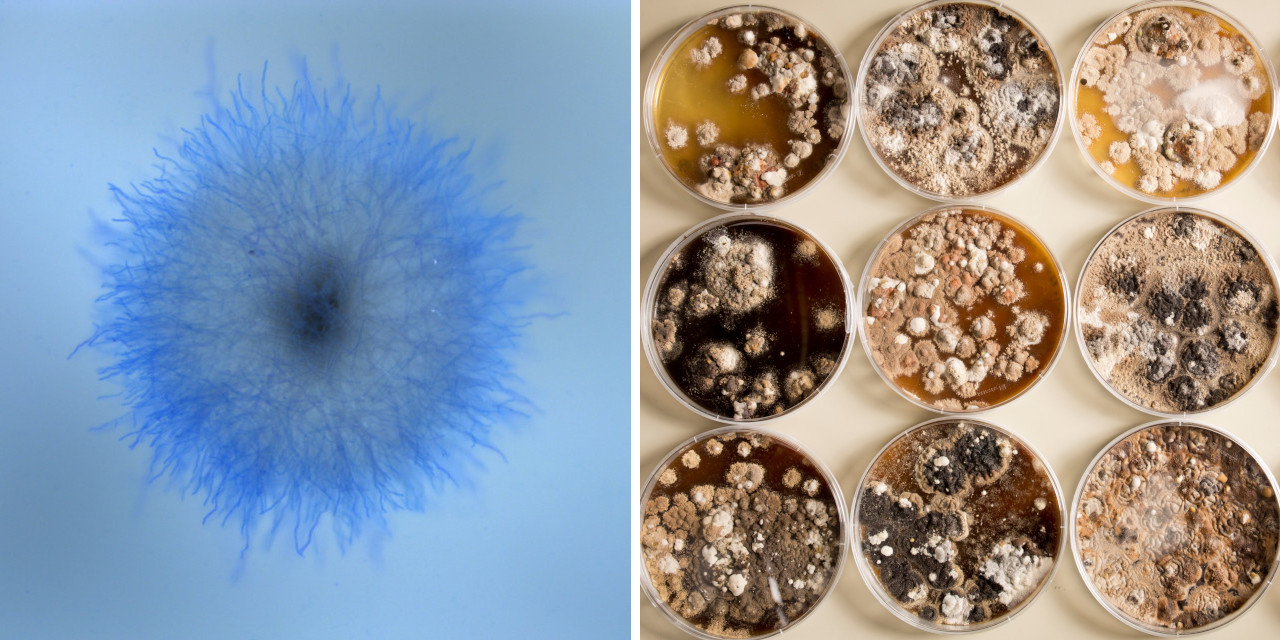 Schimmelpilz Aspergillus niger Collage