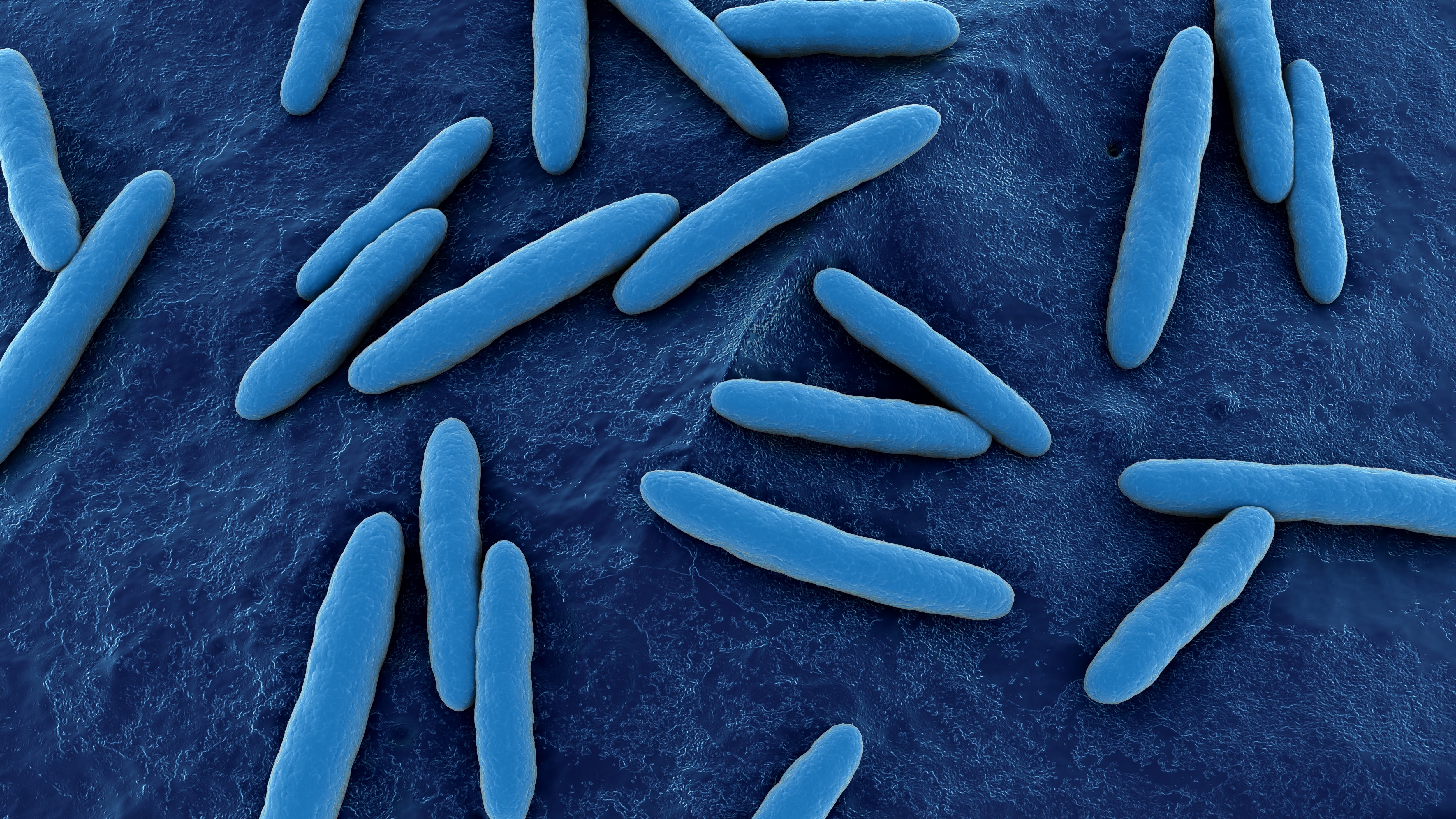 Mikroskopisches Bild Acetobacter