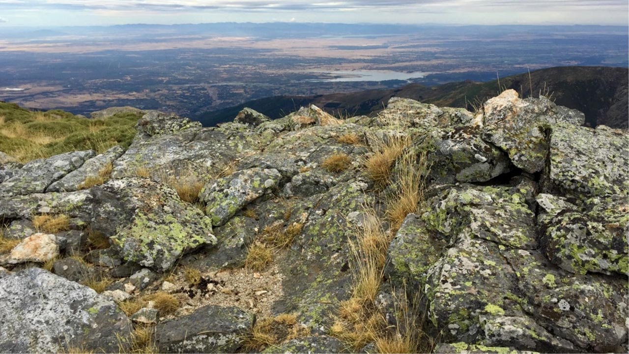 Flechten auf einem Berggipfel