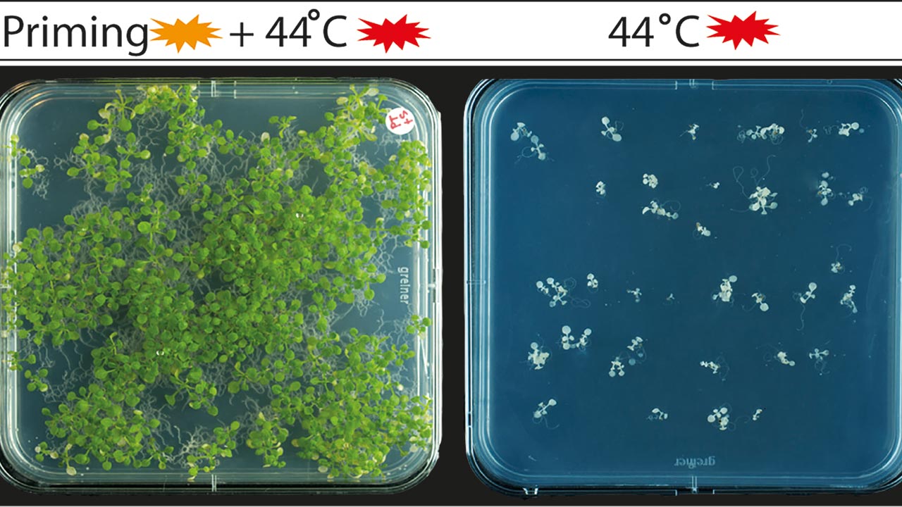 Arabidopsis-Pflanzen mit und ohne Hitzeprägung