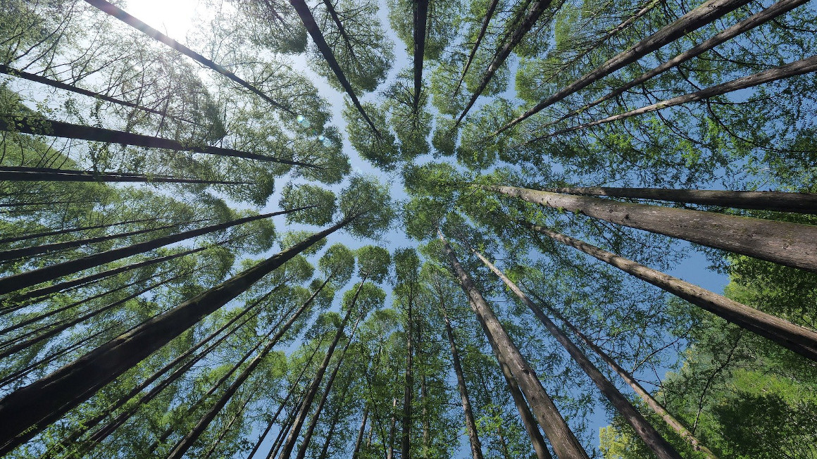 Bäumkronen im Wald