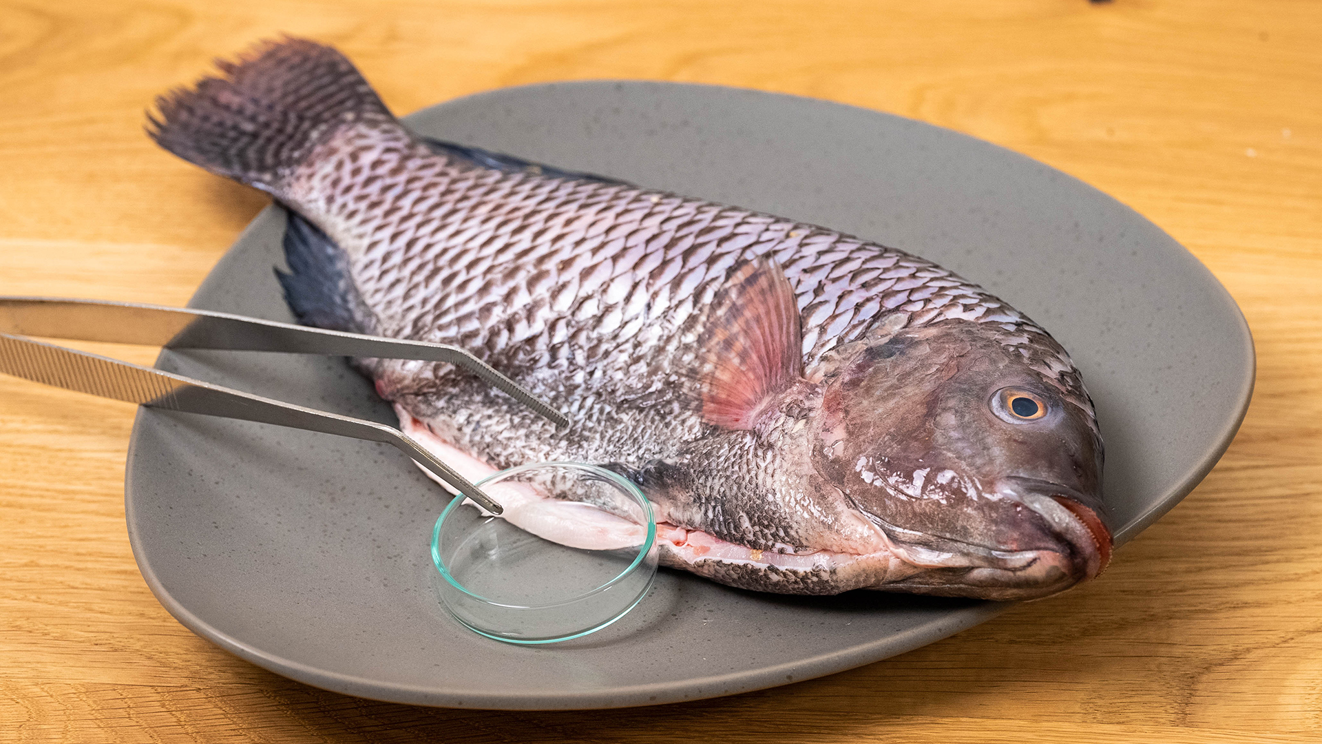 Ein frisch geschlachteter Fisch mit einer Petrischale und einer Pinzette