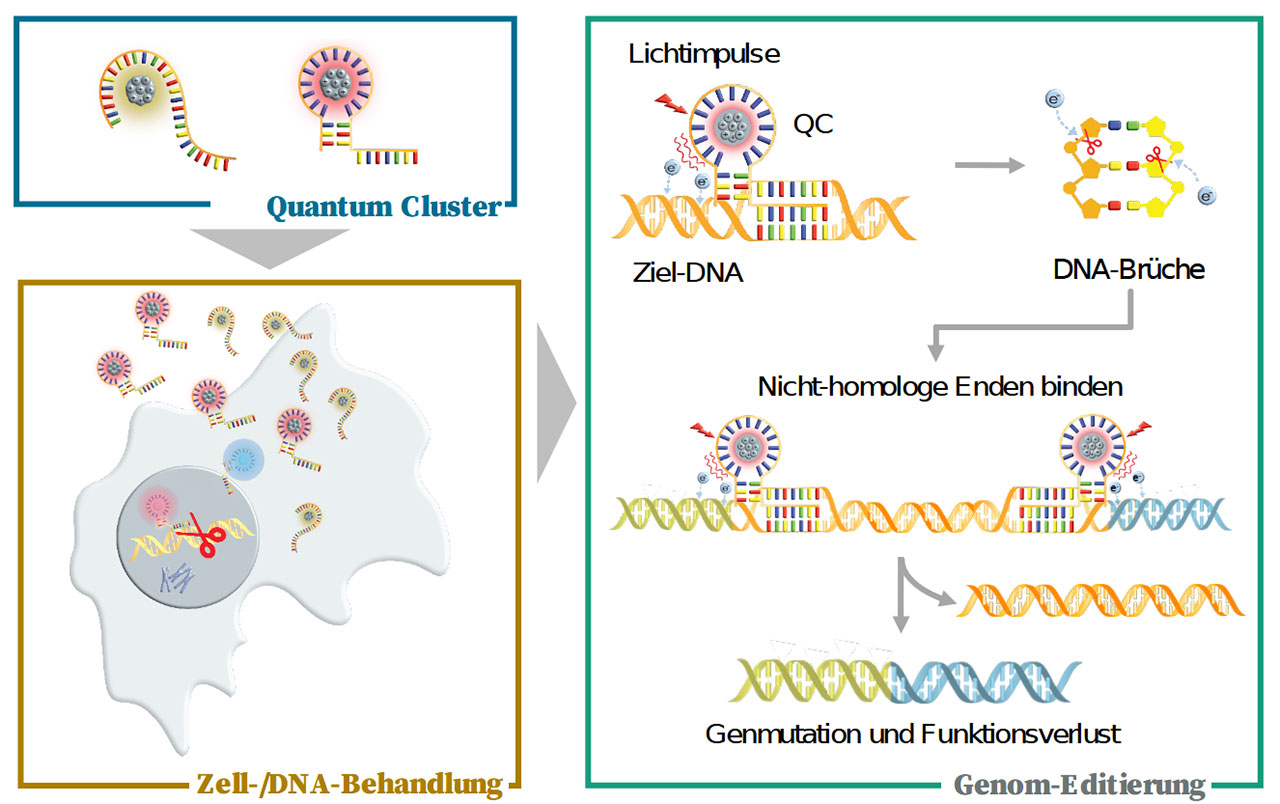 Schema der geplanten Genom-Editierung mittels Lichtinduktion
