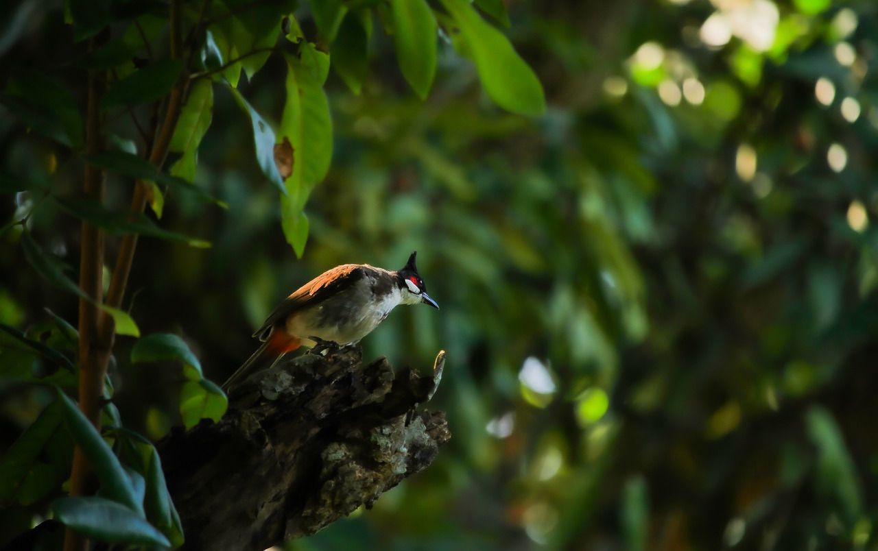 red whiskered bulbul