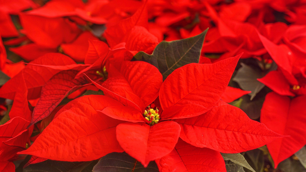 Der rote Weihnachtsstern ist ein beliebteste Zierpflanze.