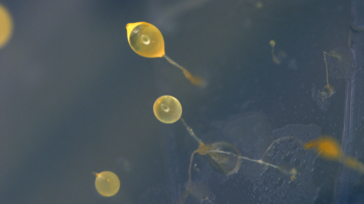 Die einzellige Amöbe Dictyostelium discoideum kann sich zu einem vielzelligen Verband zusammenschließen und Fruchtkörper ausbilden, die Sporen produzieren.