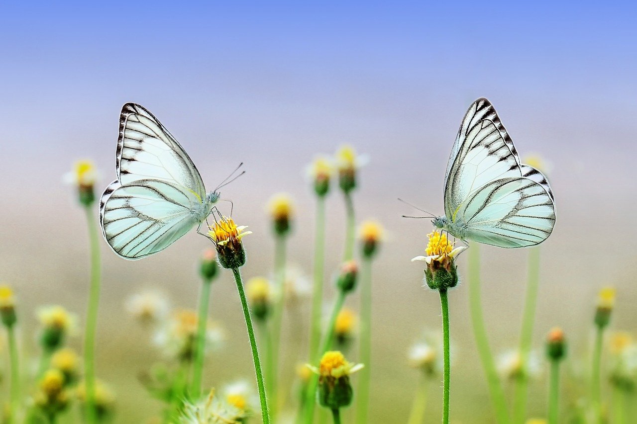 Schmetterlinge auf einer Wiese
