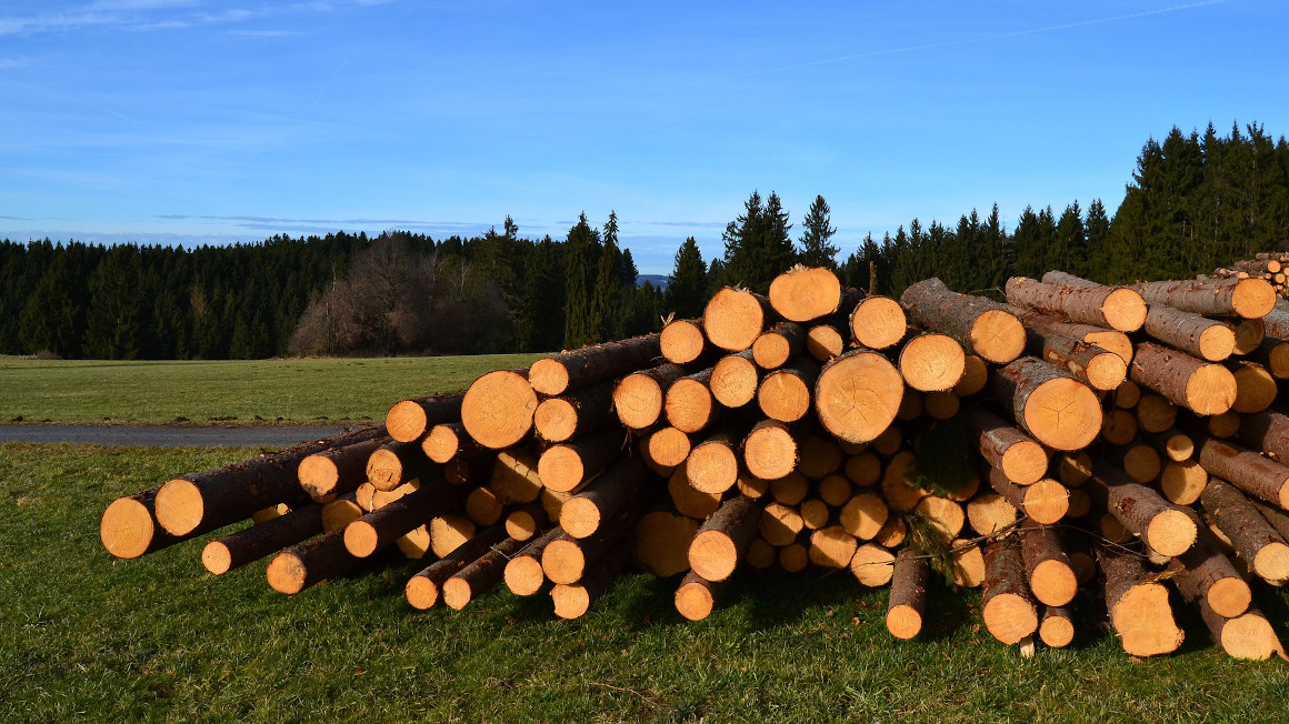 Holzstapel auf Wiese vorm Wald