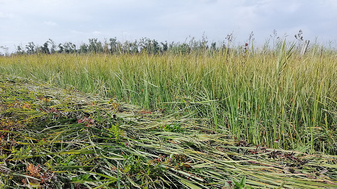 Biomassenutzung auf wiedervernässten Flächen
