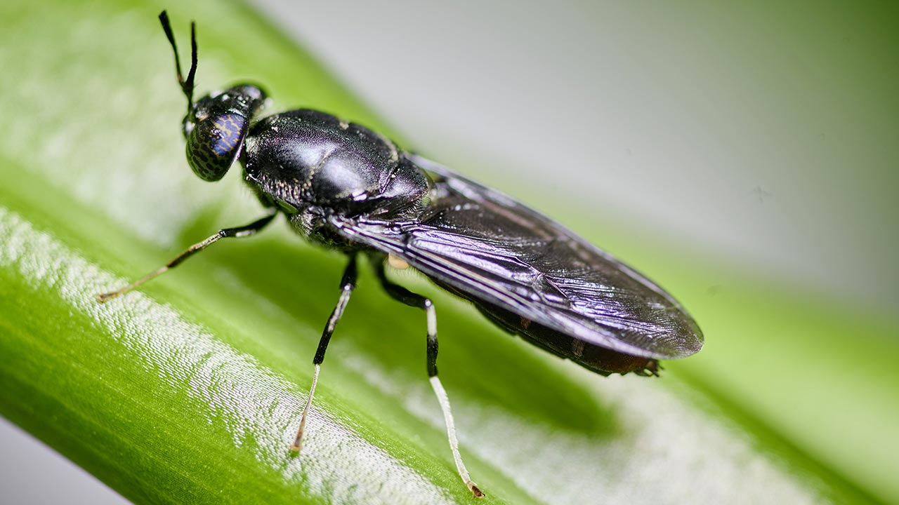 Schwarze Soldatenfliege