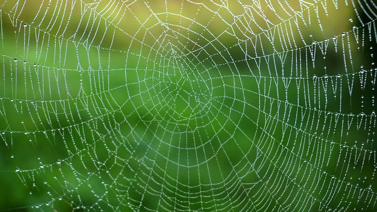 Spinnennetz mit Tautropfen